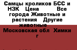 Самцы кроликов БСС и НЗК › Цена ­ 400 - Все города Животные и растения » Другие животные   . Московская обл.,Химки г.